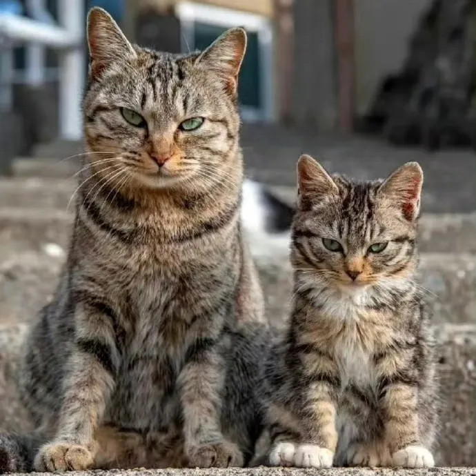 虎父无犬子，有猫爹必有猫娃！​​​