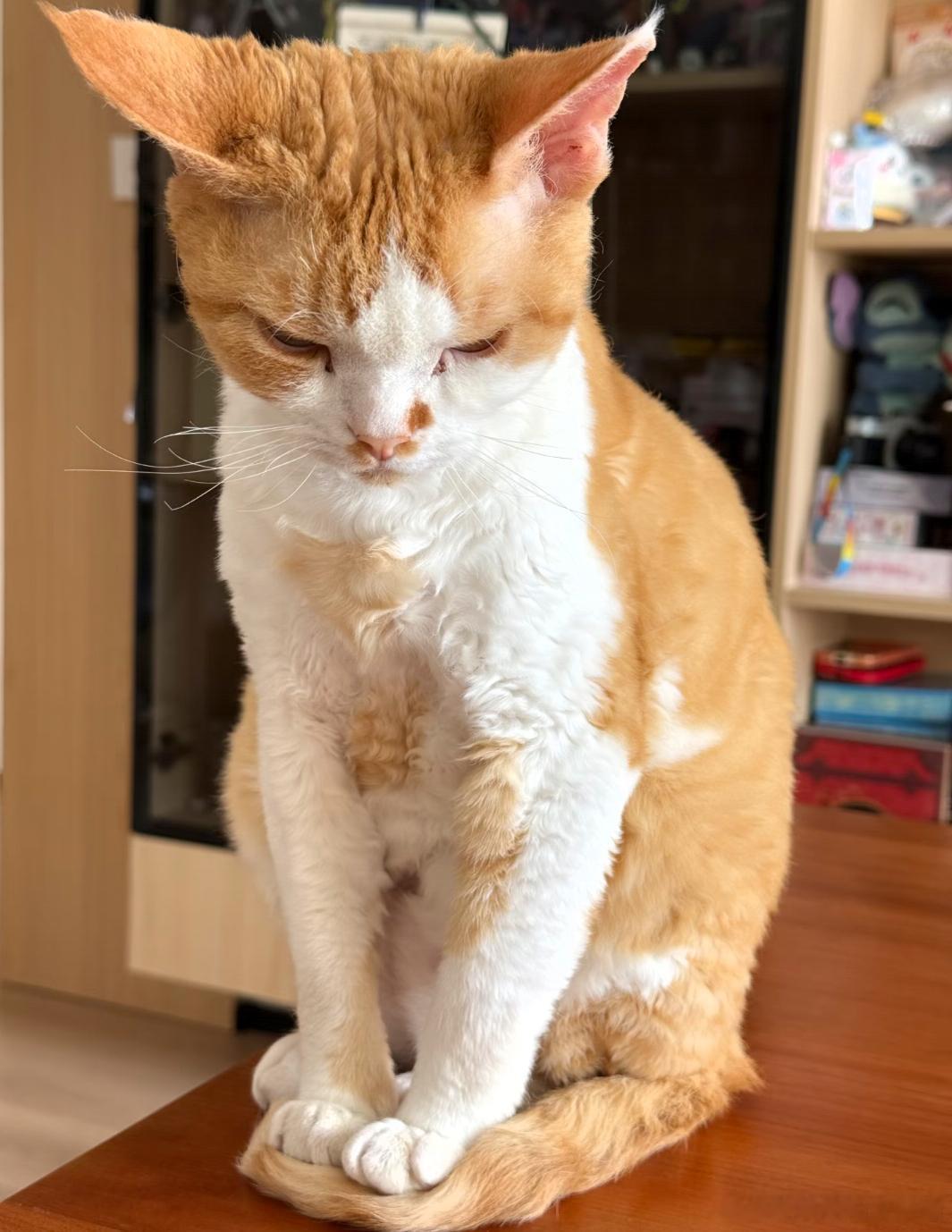 猫咪喜欢尾巴垫脚的原因找到了