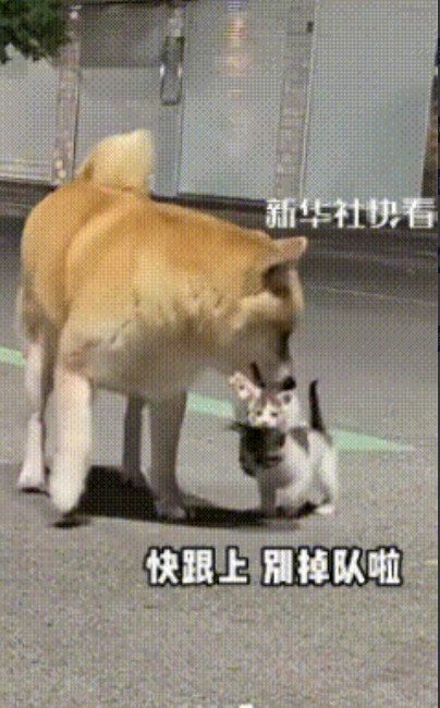5月27日，江苏盐城一只狗狗出门一趟，竟然“拐”回来三只小猫咪，小猫咪：“啊！有