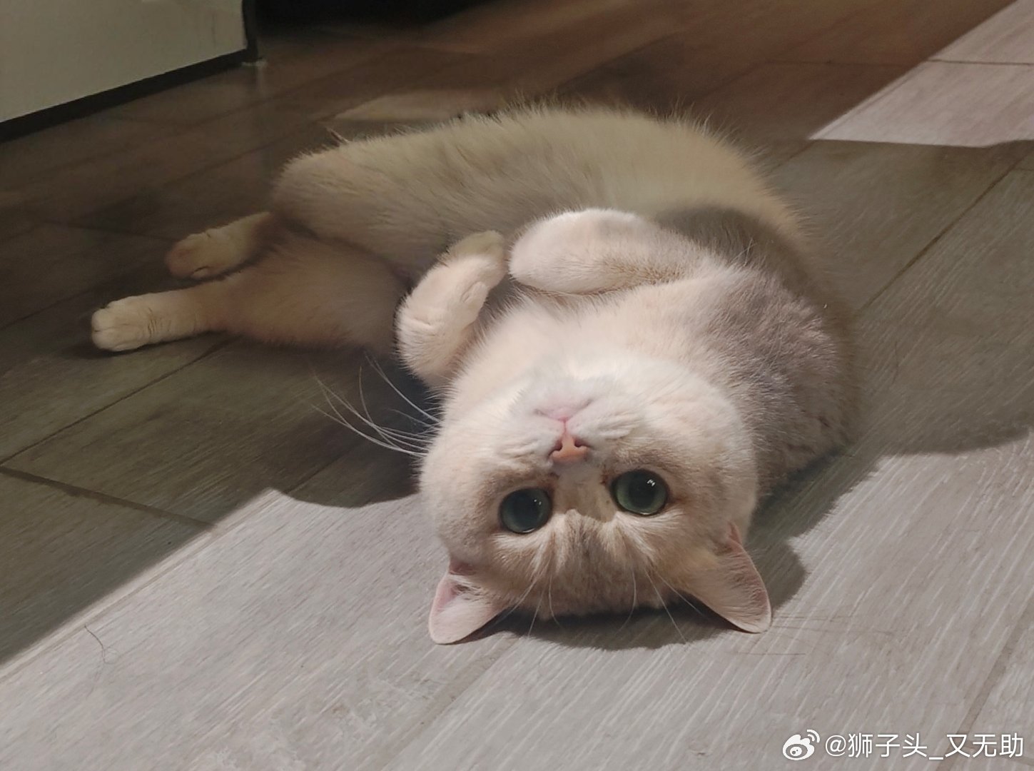 家有萌猫​​​