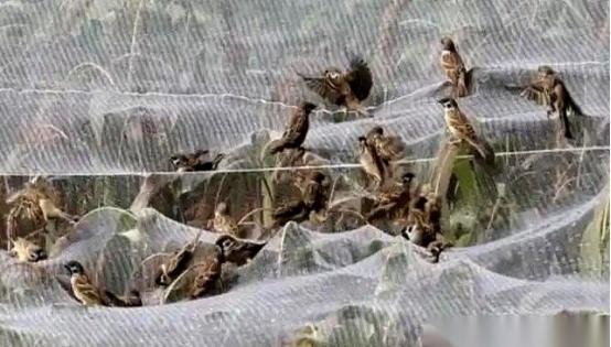 有人养麻雀，不为了吃肉，就盯着它屁股底下那点粪，晒干了，捻成粉，一斤能卖上百块，