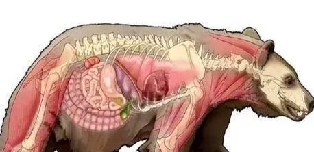 1985年，毒贩桑顿的飞机出事了，1500万美元的可卡因掉进了森林，然后，一只