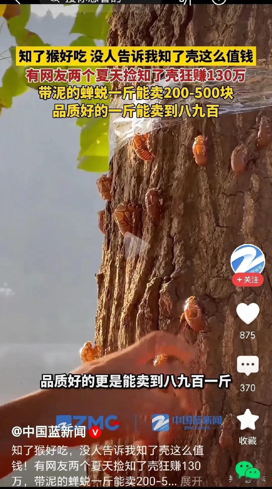 太会赚钱了！男子闲着没事，想和大家一起去抓知了猴，不料，抓知了猴的人太多了，轮到