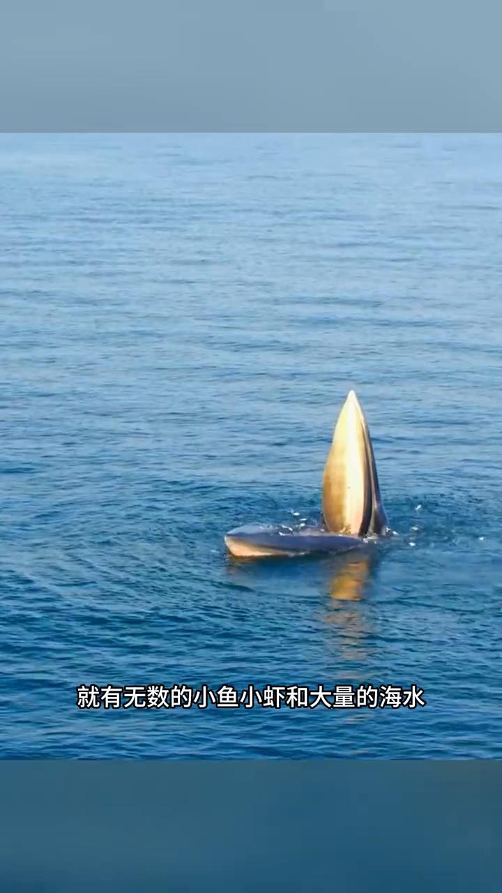 你知道蓝鲸的一次进食能有多惊人吗？这是无人机在无意间拍到了蓝鲸进食的罕见画面。只