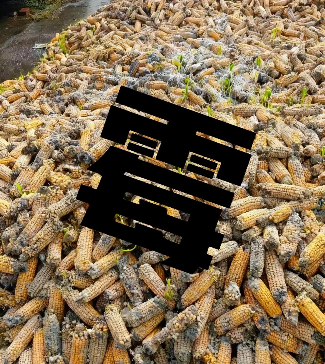 老天爷赏“霉”玉米面，好吃难吃都得咽十几天阴雨，不见晴，百姓眼巴巴的等着这种