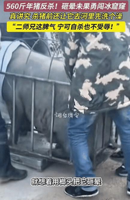 “万万没想到！”山东烟台，一男子家杀年猪，不料，因猪太重，4个人按不住，男子就想