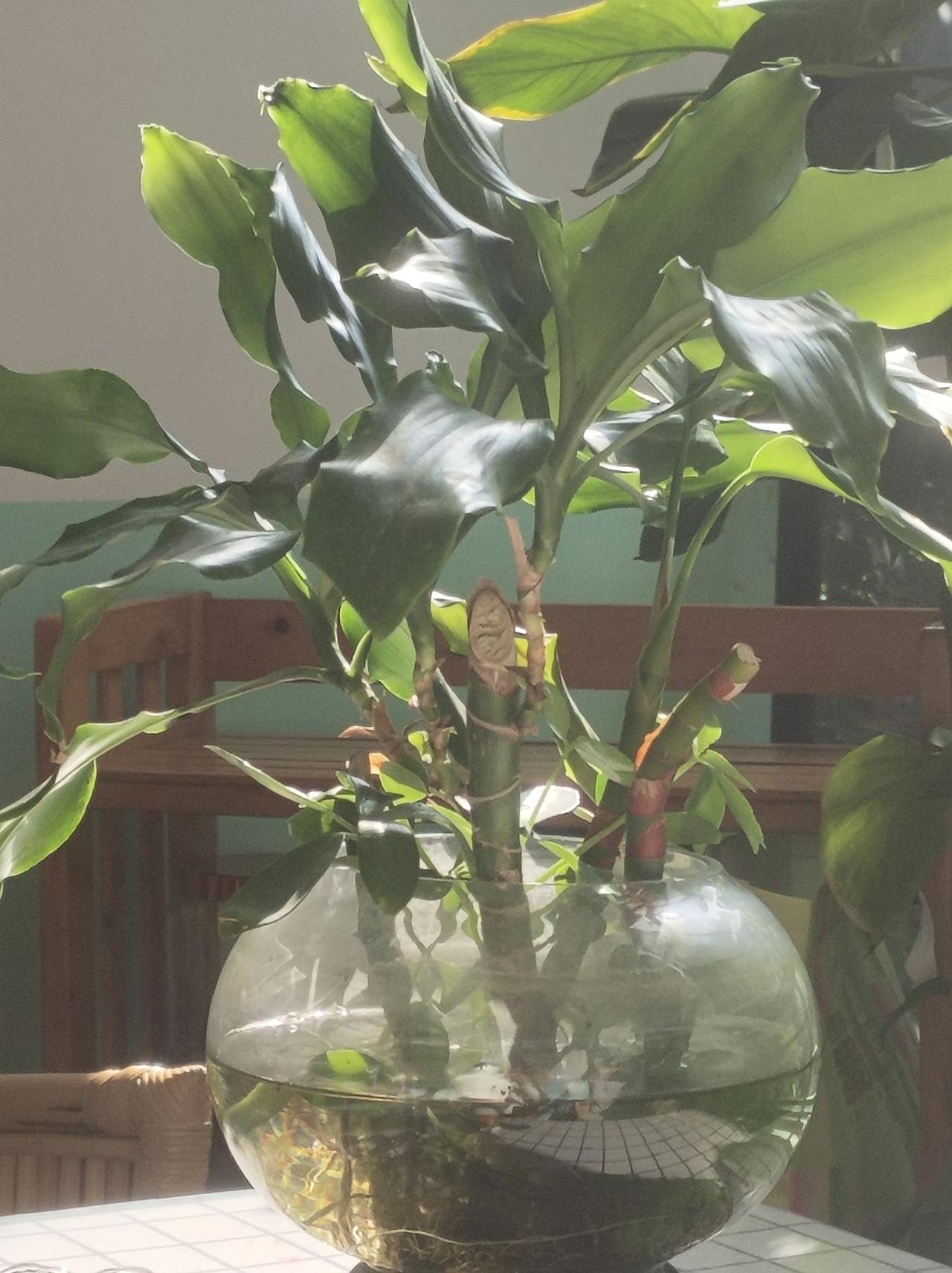 最近听到很多人说，谁谁有感冒了，哪里哪里流感肆虐，这不，自认为身体还可以的我，还