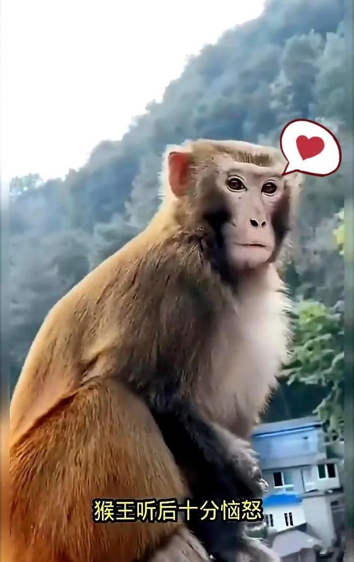 猴王不在的时候，一只公猴突然扑过去，把母猴按在地上。周围的猴子该干啥干啥，啃