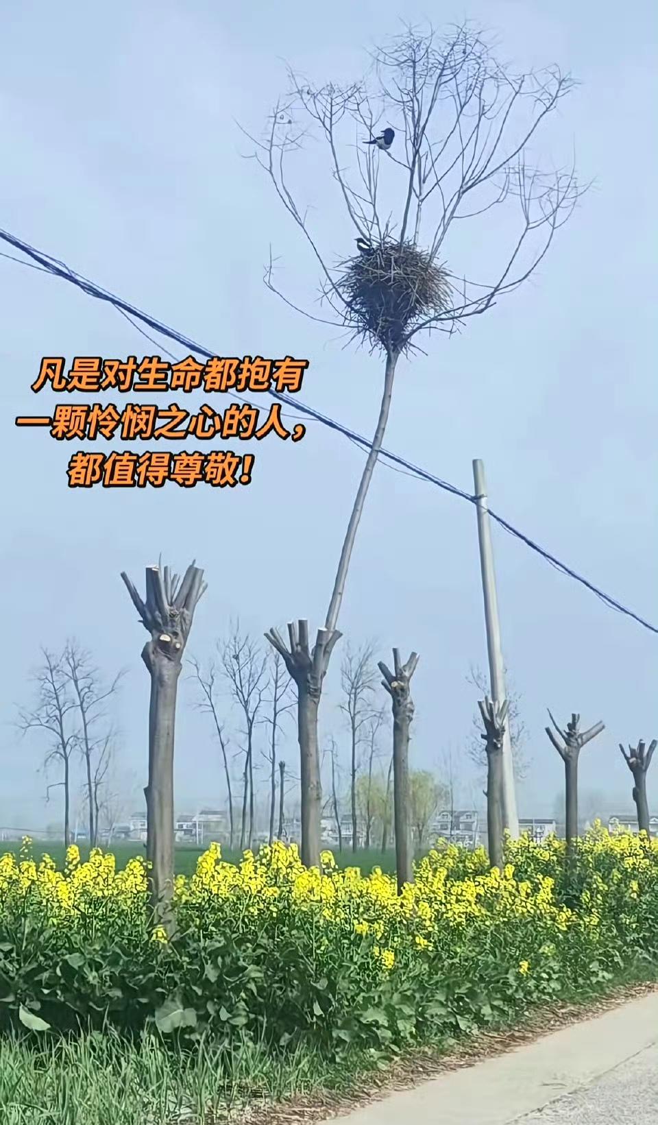 如果整棵树都不砍掉，是不是更完美？​​​