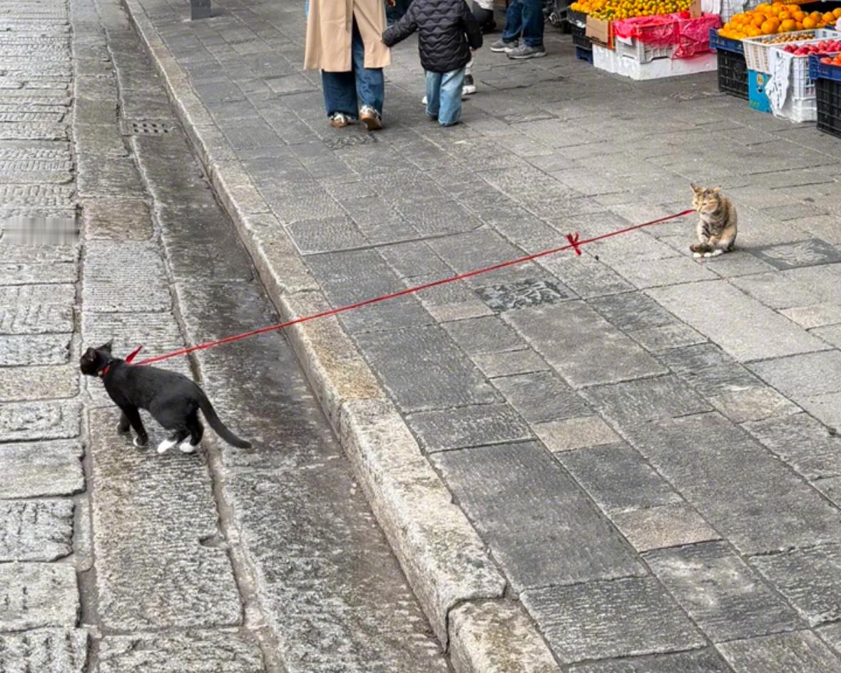 一只猫有一只猫的拴法​​​