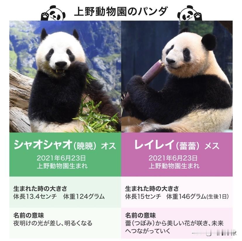 双胞胎大熊猫“晓晓”和“蕾蕾”虽然祖籍是中国，但出生地在日本东京。生活在“上