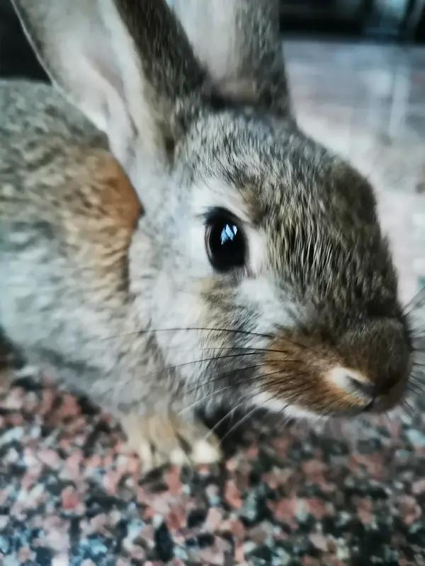 十二生肖的传奇性格马：哄不动，太通透。兔：哄得好，温柔心软。猴：哄得巧，