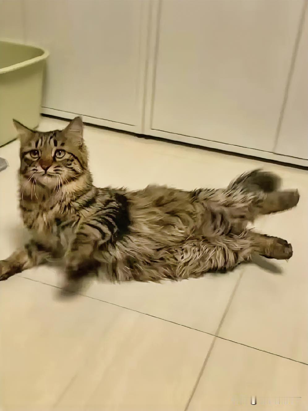 谁能拒绝一只会听懂人话的小猫咪呢？🐱看这小家伙钻圈圈、爬高处、跳货架，动作