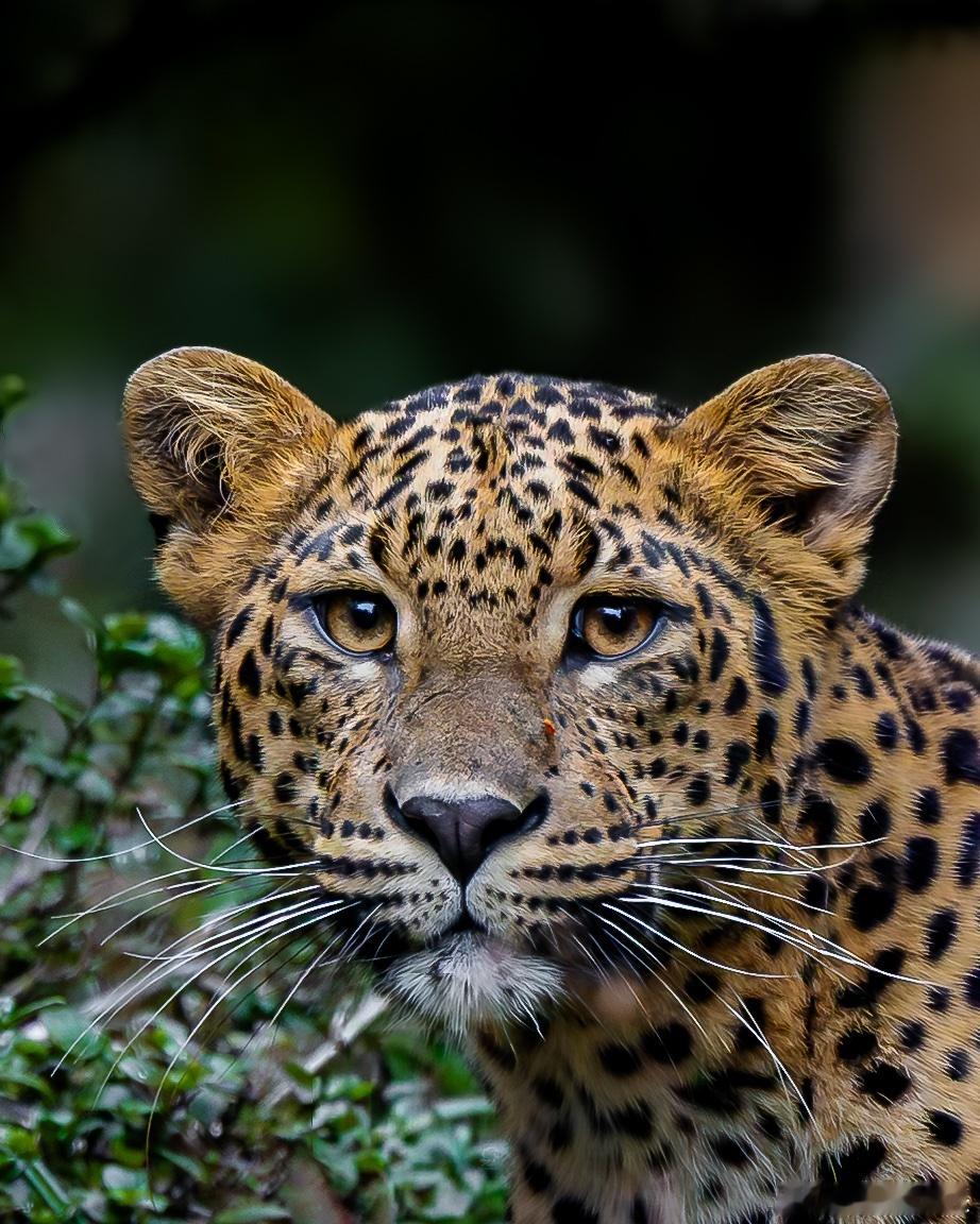 🐆在斯里兰卡霍顿平原那片被云雾反复揉捏的高原上，藏着一只像雾气本身的豹子。她
