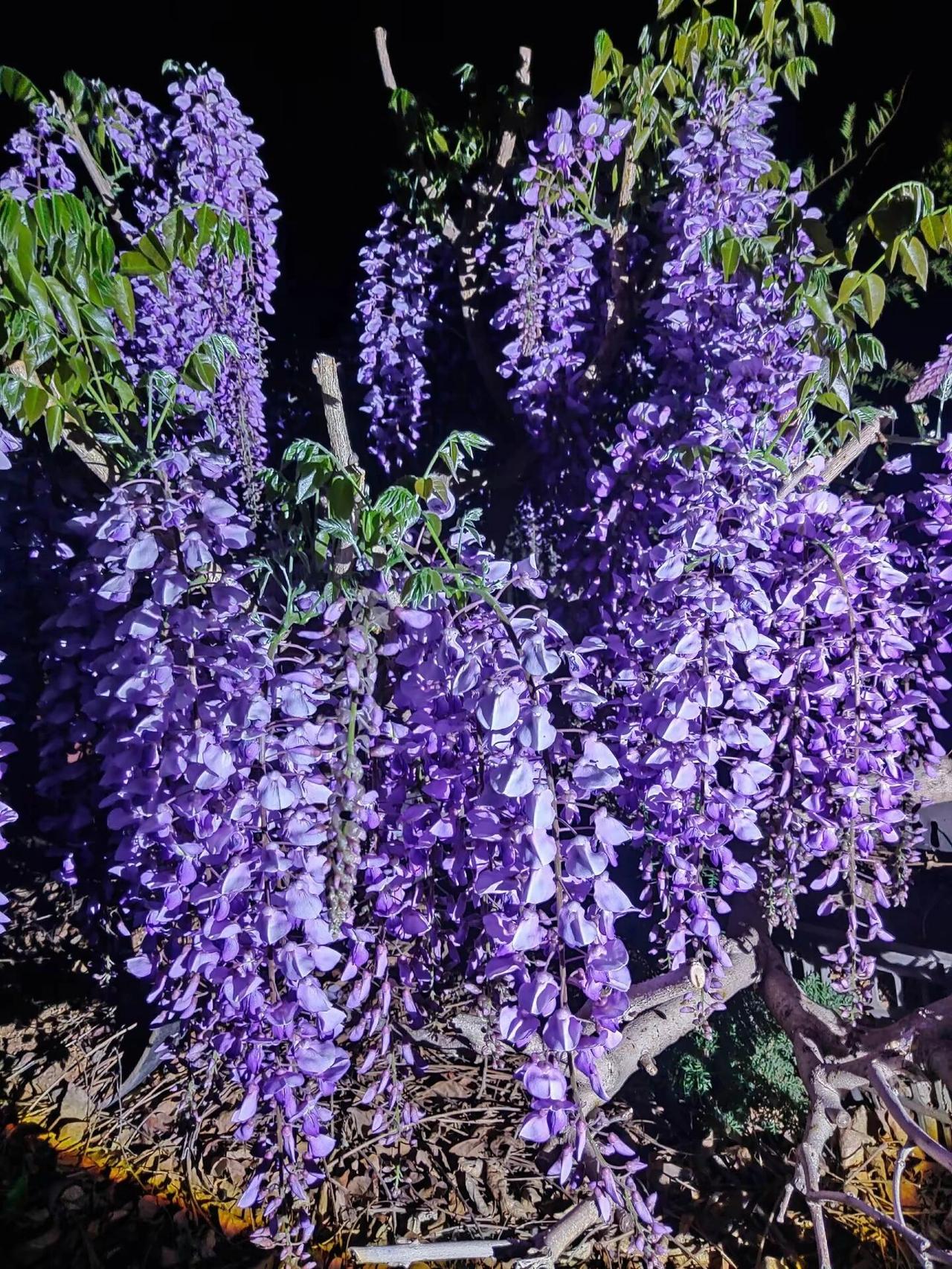 紫色花海，浪漫绽放，夜晚的花园里，紫色藤蔓如梦如幻。