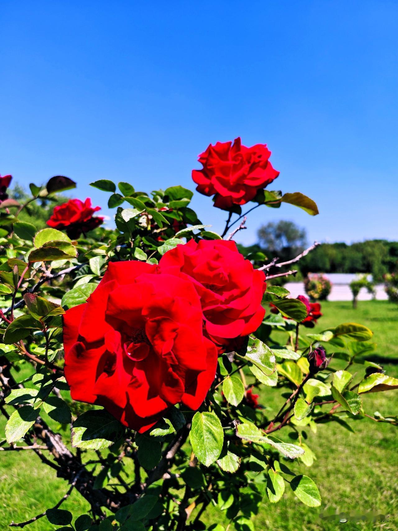 月季映碧空，芳华似锦绣。🌹🌞