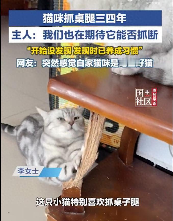 真是稀奇！猫咪抓桌腿4年，眼看就要把桌腿抓断，网友在线蹲大结局，主人：开始没发现