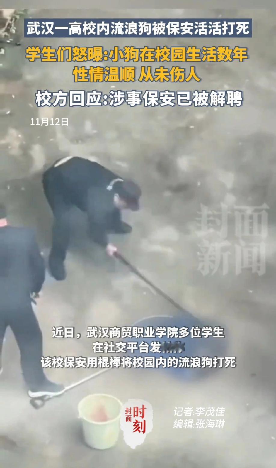 武汉一高校内，几只经常在学校内流浪的狗狗被保安用网兜抓住，本以为保安会把狗狗送出