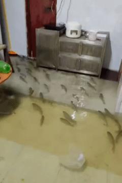 这家人应该是住在池塘边吧？