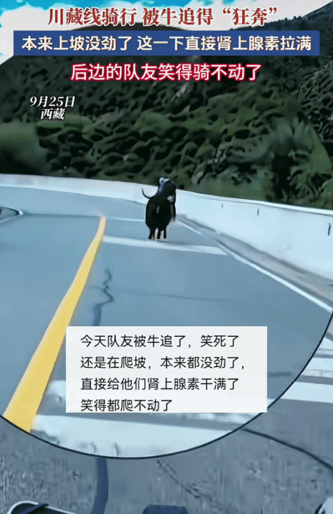 “笑不活了！”318川藏线西藏段，三名男子骑行。突然，冒出一头牛在后面追他们。由