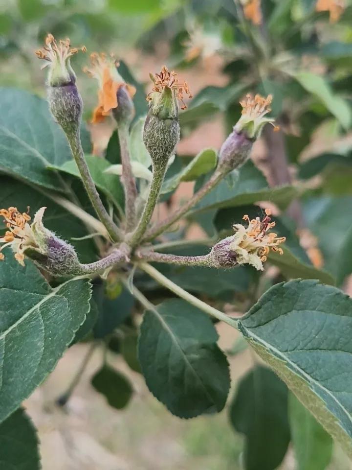 苹果树疏果，留中心果，其余五个从基部剪掉