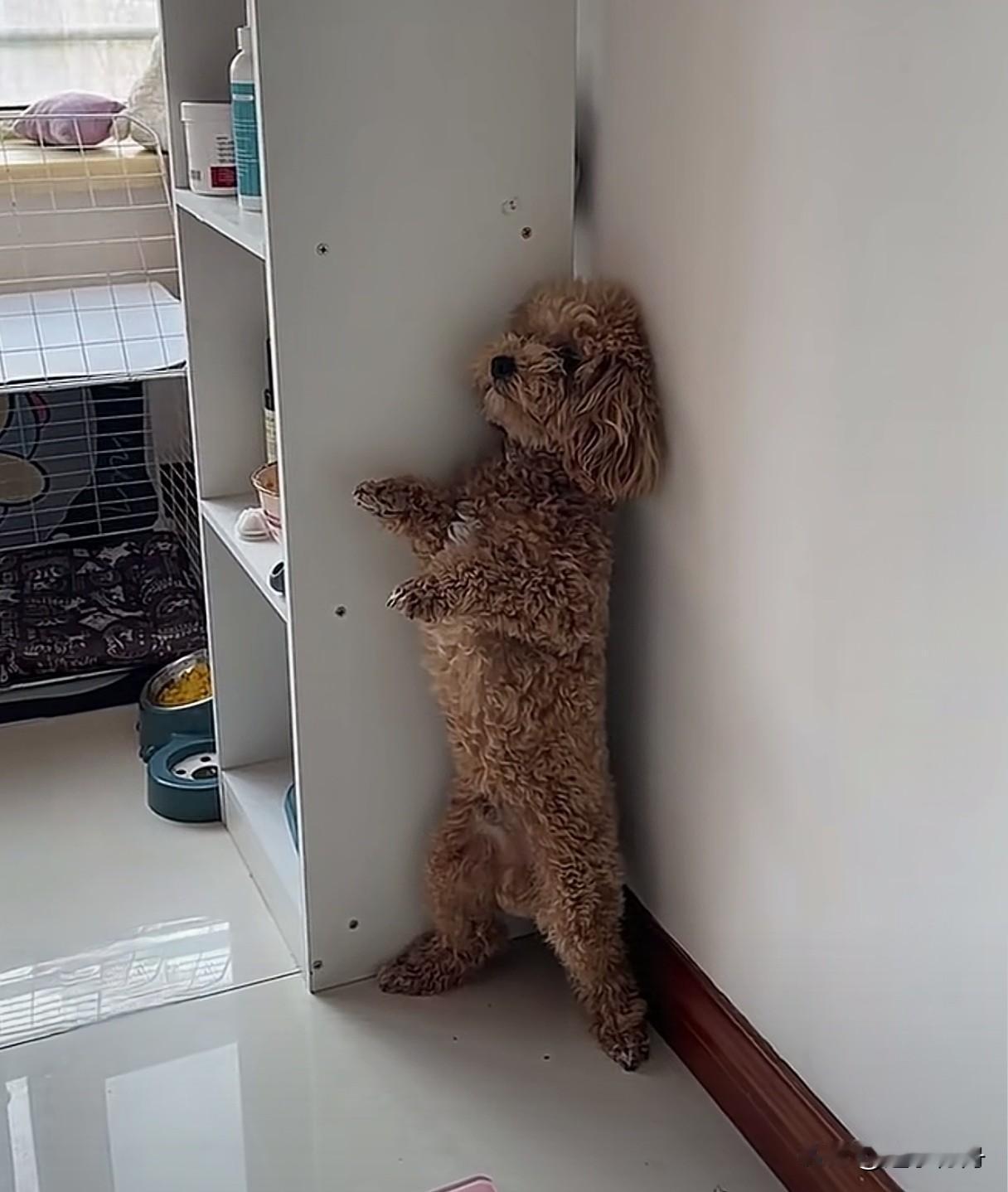 朋友家小狗又惹事了，护食咬了孩子的手，把朋友两口子心疼的够呛。带孩子打完疫苗回家