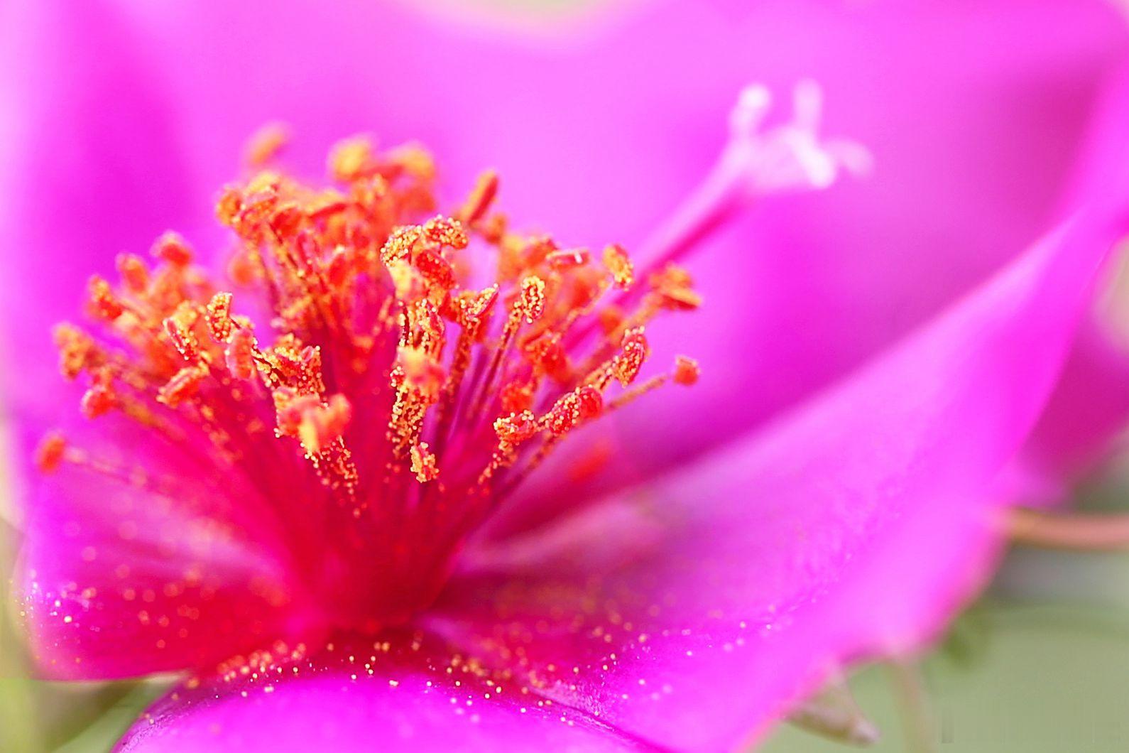百花图谱【“大花马齿苋”】