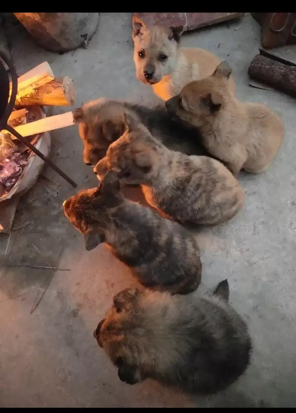 过年回家烤火了，围在一起烤火，十分惬意，出生的小狗刚好围在一起烤火，虎头虎脑的小