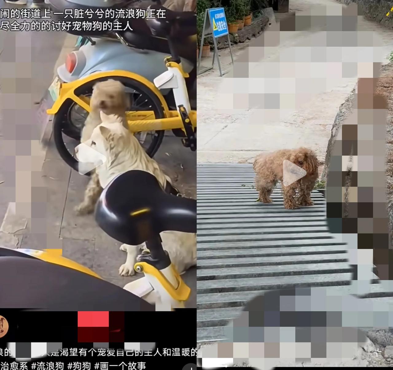 家人们，谁懂啊！今天在街边看到超揪心一幕。一只浑身脏兮兮的流浪小狗