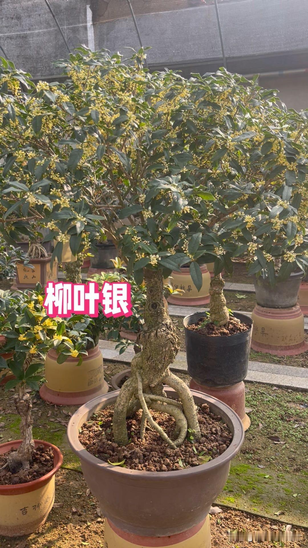 什么样的盆景好养对于桂花而言，肯定是盆栽两三年以上，毛细根发达的桂花更好养，尤其