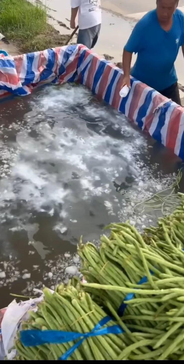 这泡的是什么啊？难怪外面买的豇豆半天炒不熟，我们自己家的一炒就熟，软而不硬。