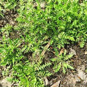 小区附近有个公园，每年开春，公园里头有很多人挖荠菜，今年我也加入挖野菜大军！