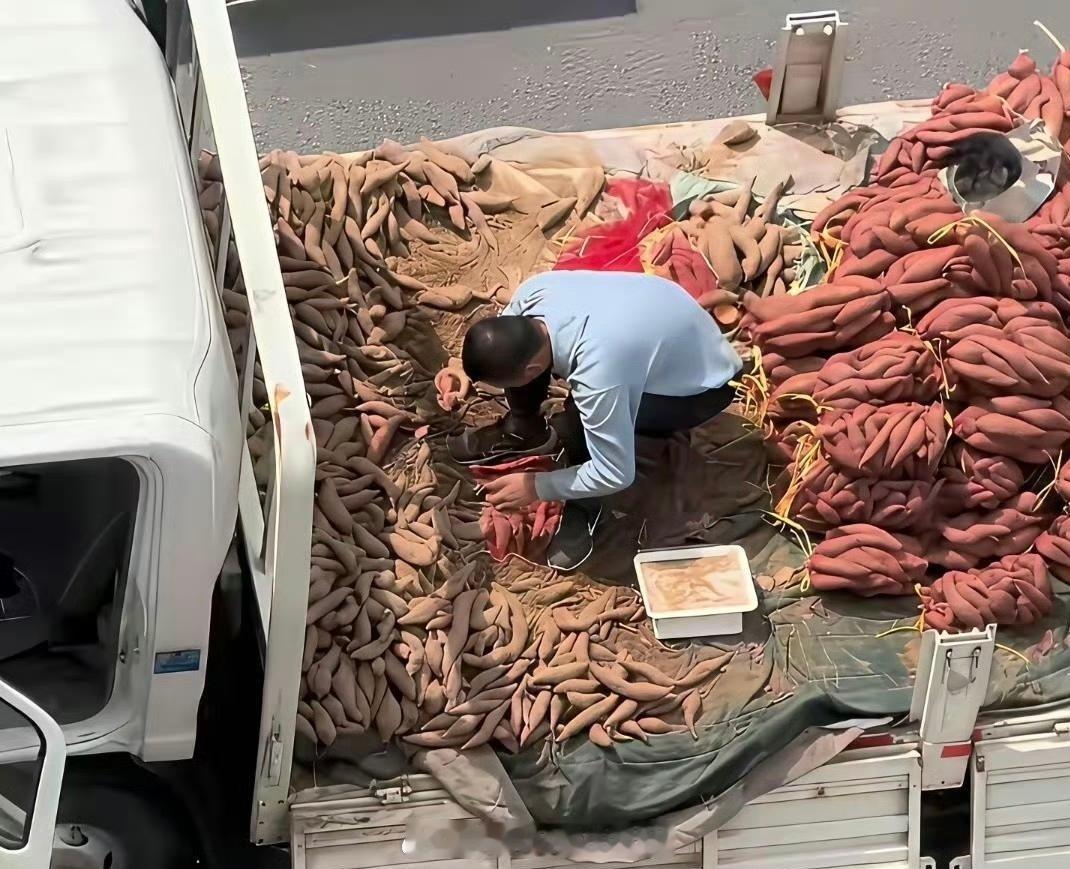 红薯为什么要用红袋子装，此刻终于找到原因了