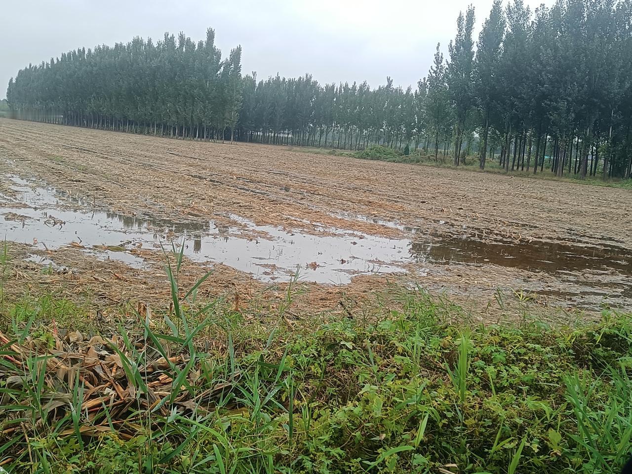 玉米地里的水虽然没这么深，但是xian脚，收割机进不去地！雨虽然停了，但是太