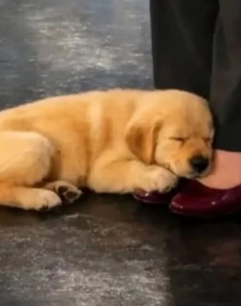 有一个地方台主持人带着狗狗上班💼🐶但没办法狗狗很困呐～