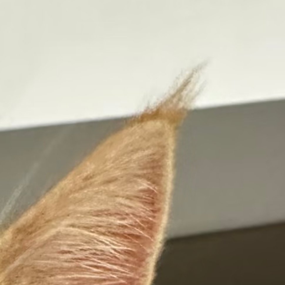 他有聪明毛啊！