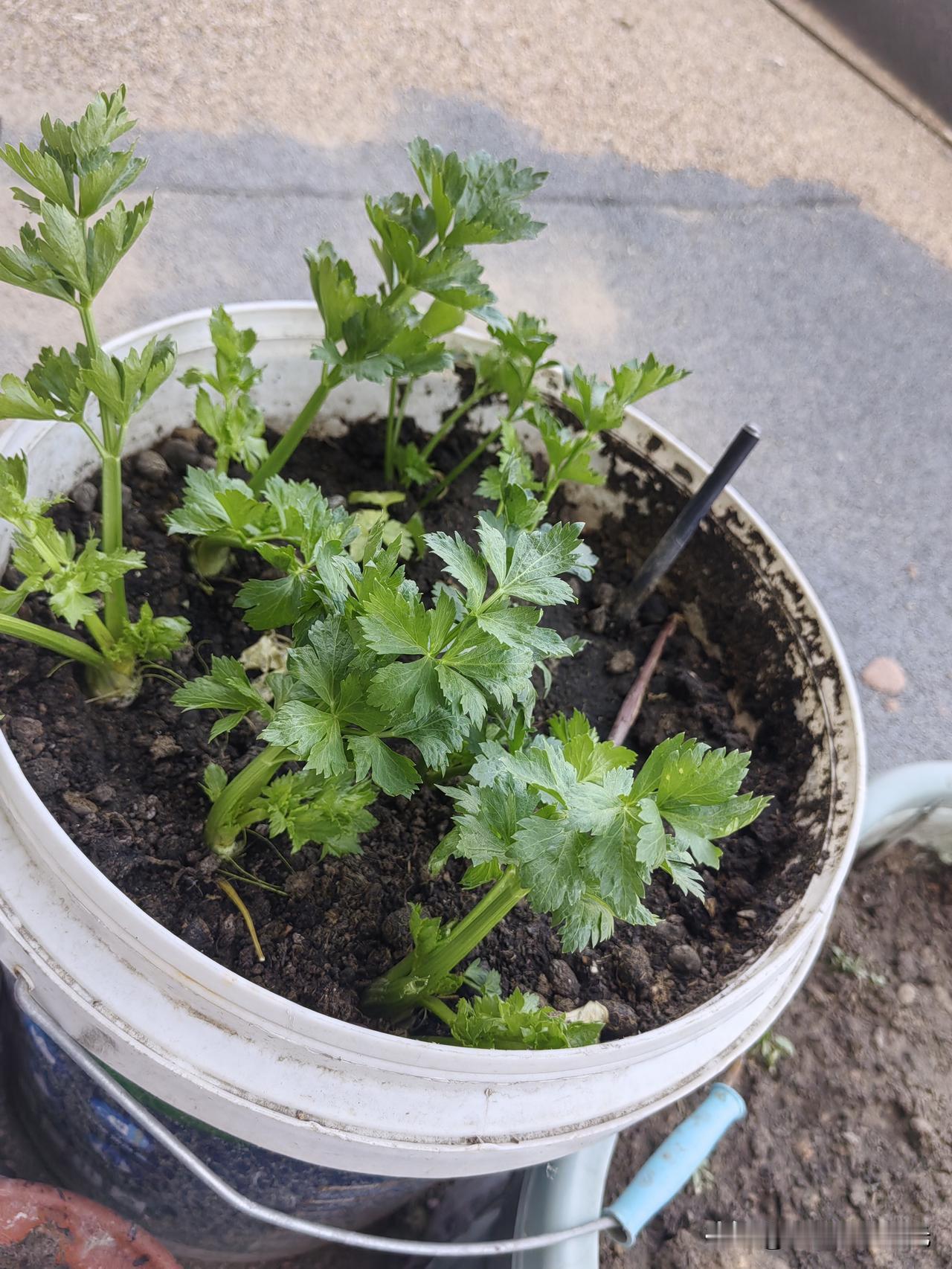 在露台上移栽了六颗芹菜苗，长了整整三个月，还是细细的、弱弱的。昨天采摘了一小