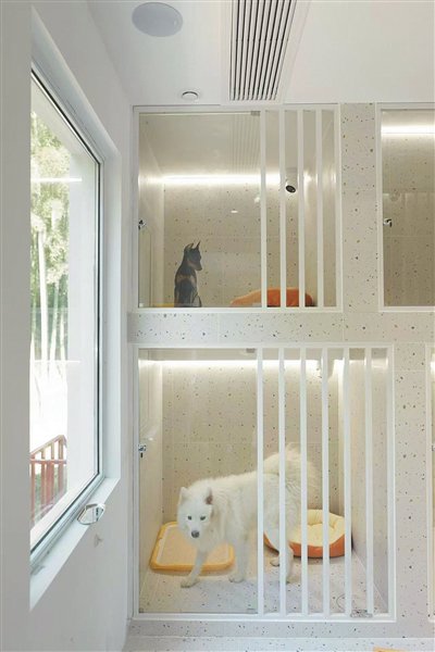 宠物寄养代喂养预订火了