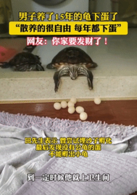 意外的收获！辽宁大连，一男子去上卫生间时，发现养了15年的乌龟，正趴在门槛上下蛋