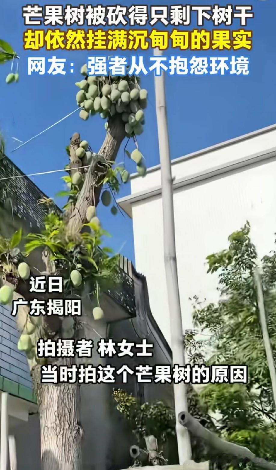芒果树：快要死了！赶紧留后！[呲牙笑]