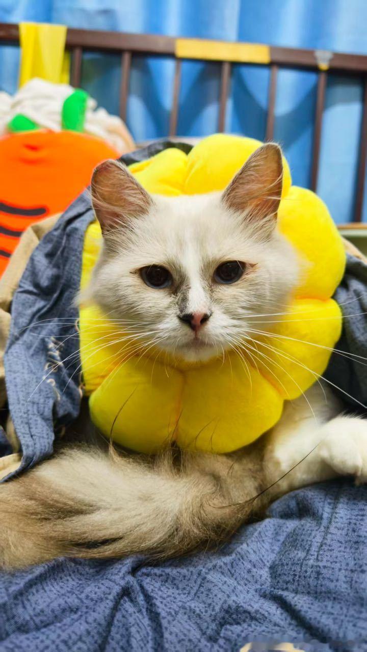 50377【成都领养】【布偶妹妹】【已经绝育】猫咪领养🐱成都领养被人遗弃在