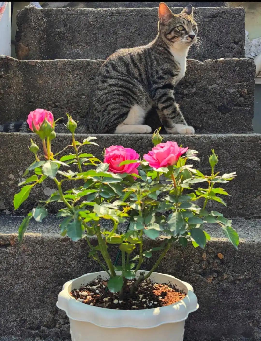 昨天突然收到准儿媳微信,今天从外地回北京(我儿子有事儿不回来),要单独来家里看我