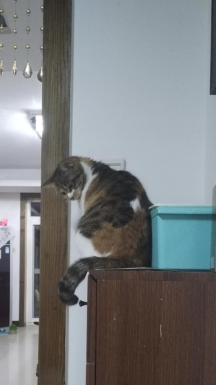 三花猫真是宝藏猫咪！它是中华田园猫，身上有黑、红（橘）、白三色，多数为母猫，公猫