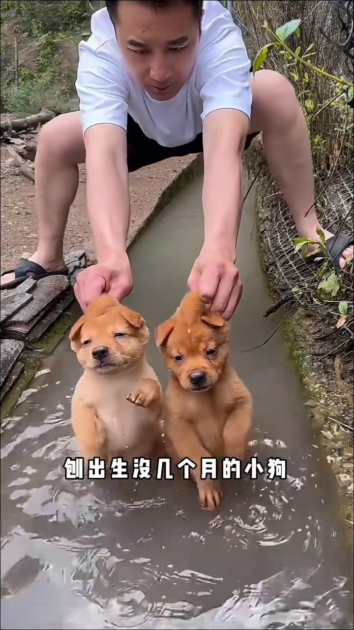天生会狗刨。朋友们，给你们看看什么是正宗的狗。刨出生没几个月的小狗，后腿放水里