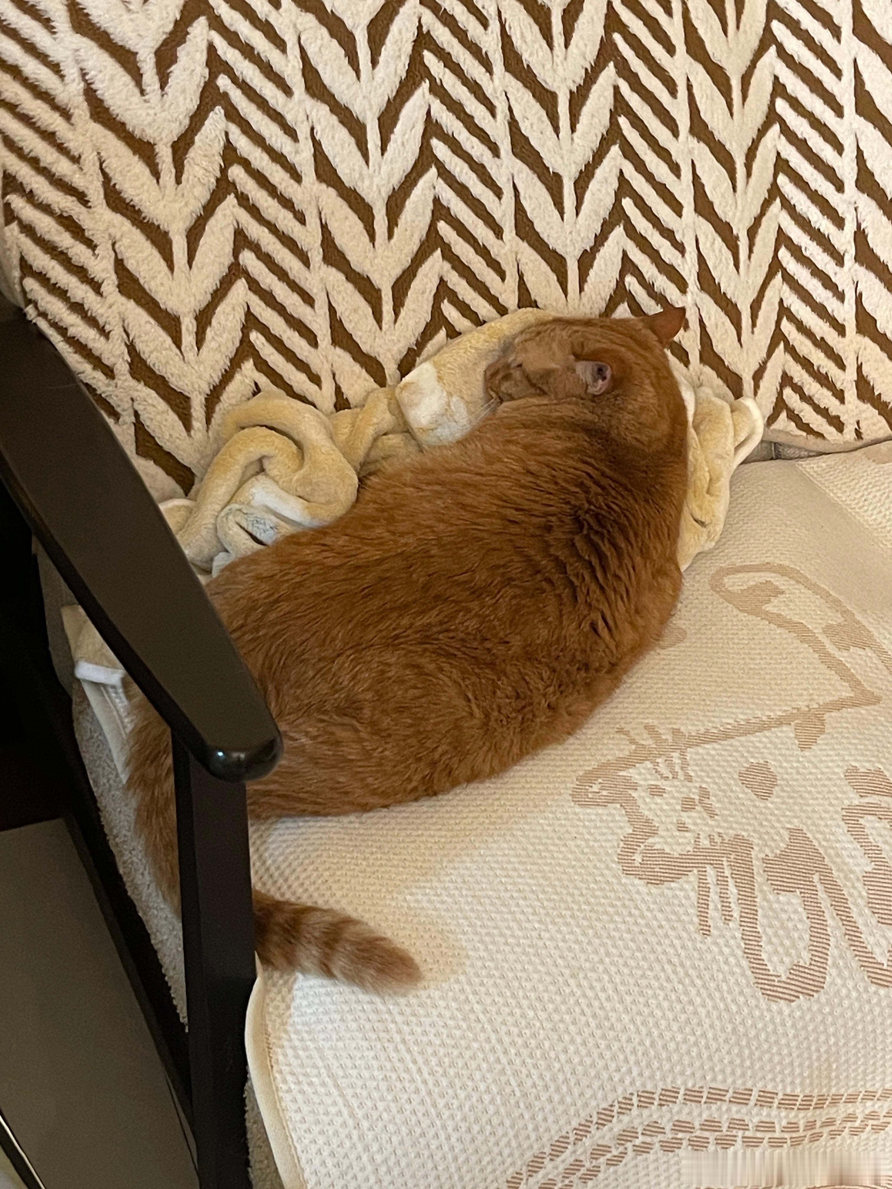 小猫不用工作，不用锻炼身体，不用做饭，不用洗澡吹头发。小猫想干嘛就干嘛，想不干嘛