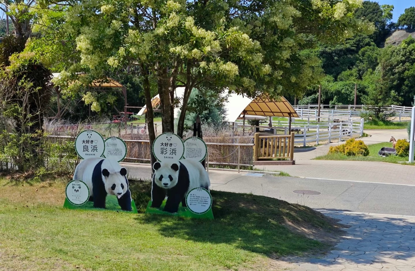 有在日本的网友反映目前日本关西那边的大熊猫都已经回国，东京上野动物园的最后两只也