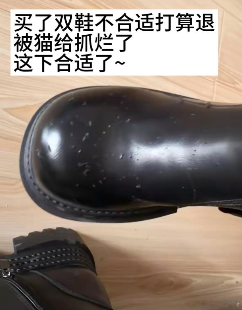 有了猫后家里的退货率都下降了