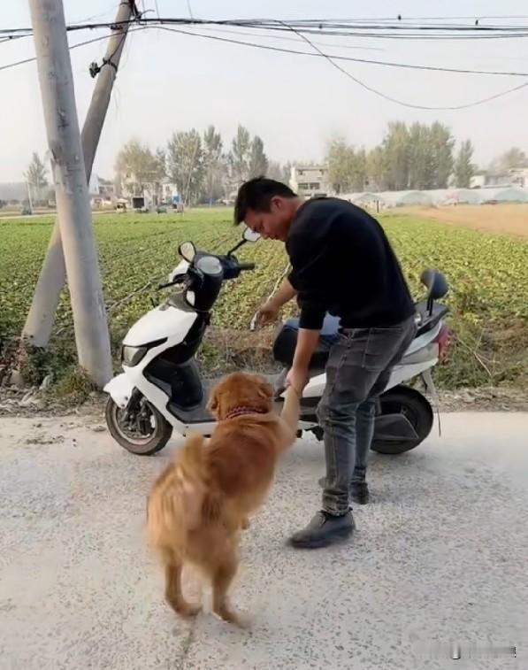 走丢半年的金毛，找到主人后放声大哭，哭得极其痛心，仿佛在诉说“我才找到你，我受了