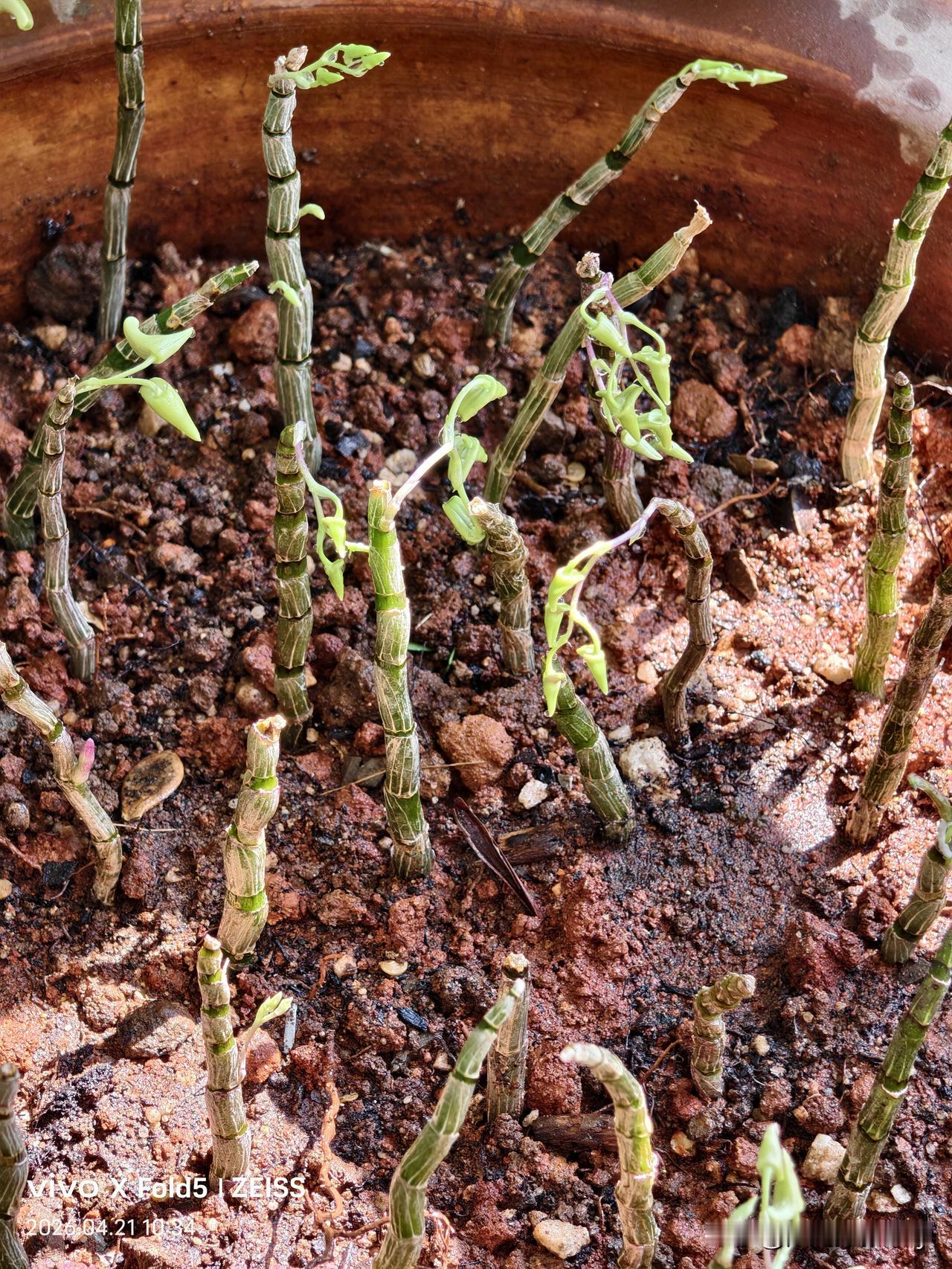 3天前种下的石斛，枝条明显绿了，粗壮了。为了早日喝到自己亲手种的醇美石斛原浆
