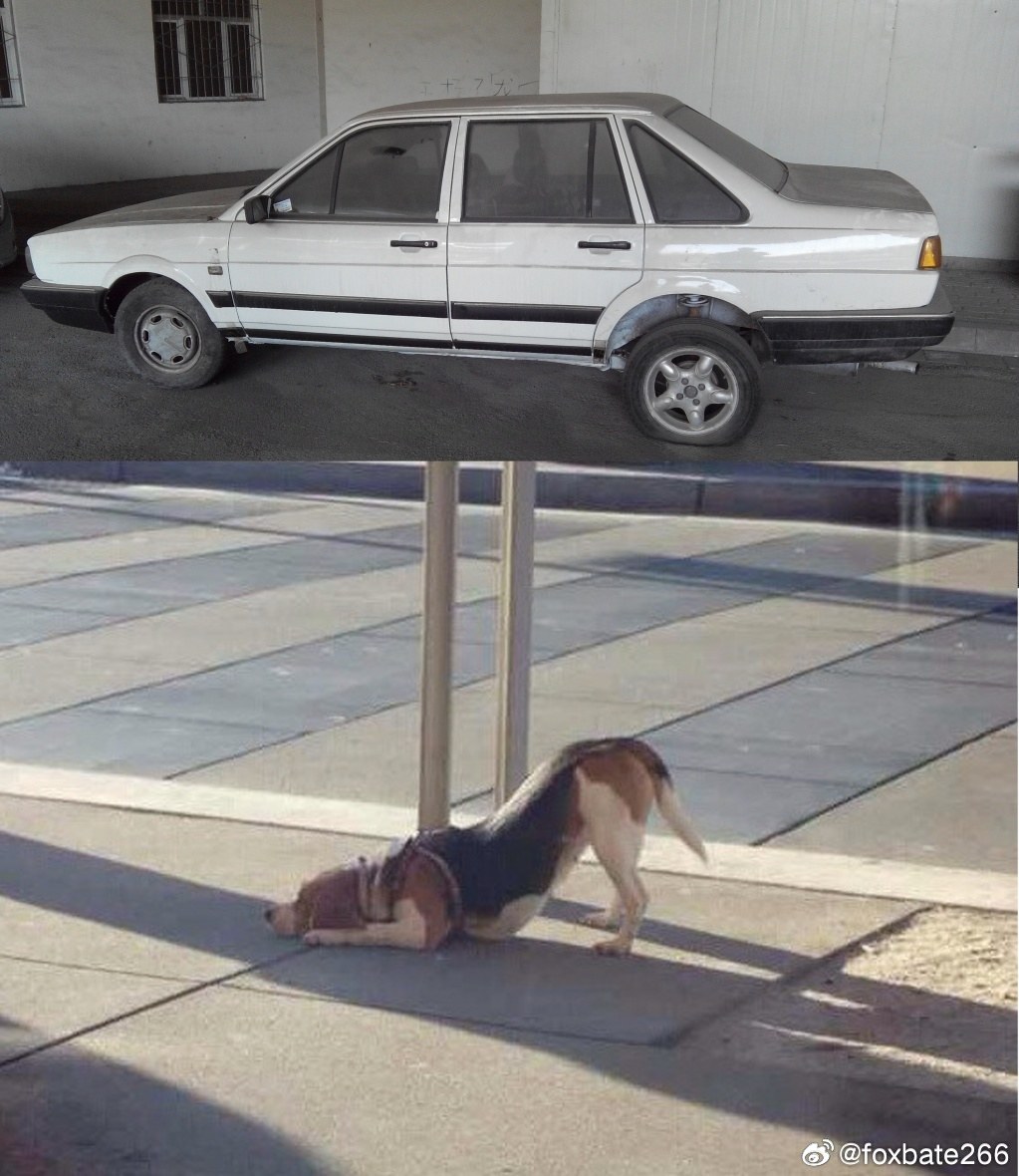 下犬式的升高后轴桑塔纳。